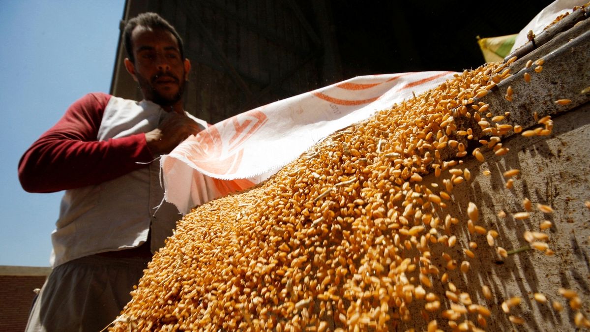 Rusko vyváží téměř dvakrát více pšenice než před válkou na Ukrajině